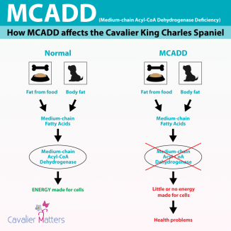 MCADD Explained