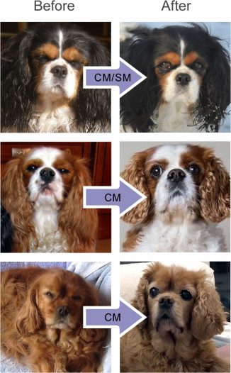 Cavaliers Before & After CM/SM