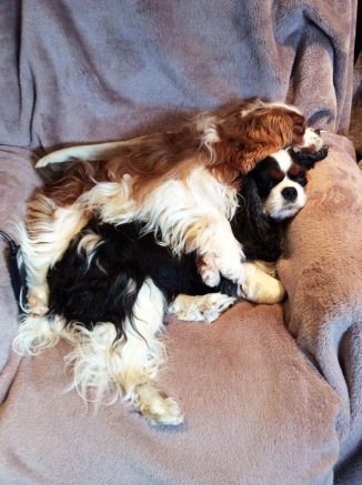 Molly & Dougall Sleeping