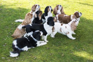 Cavalier Castle Cavaliers