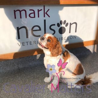 Dougall at Mark Nelson