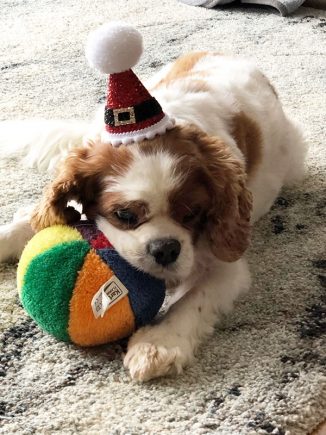 Dougall Puppy Birthday