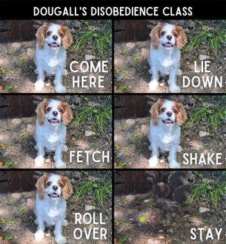 Dougall's Disobedience Class