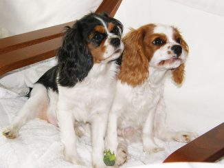 Dougall & Molly