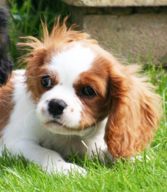 Puppy Dougall