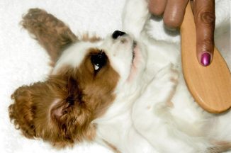 Puppy Dougall