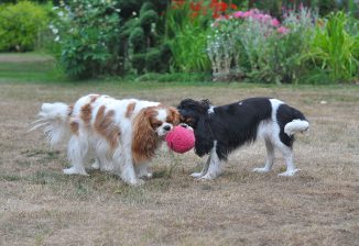 Dougall & Dotty