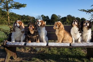 Cavalier Castle Cavaliers