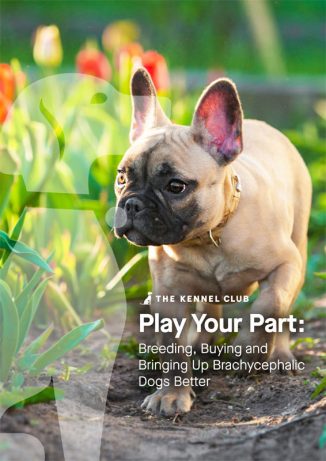 Play Your Part: Breeding, Buying and Bringing Up Bracephalic Dogs Better
