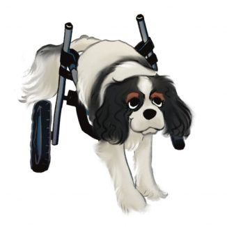 Wheels for Disabled Dogs